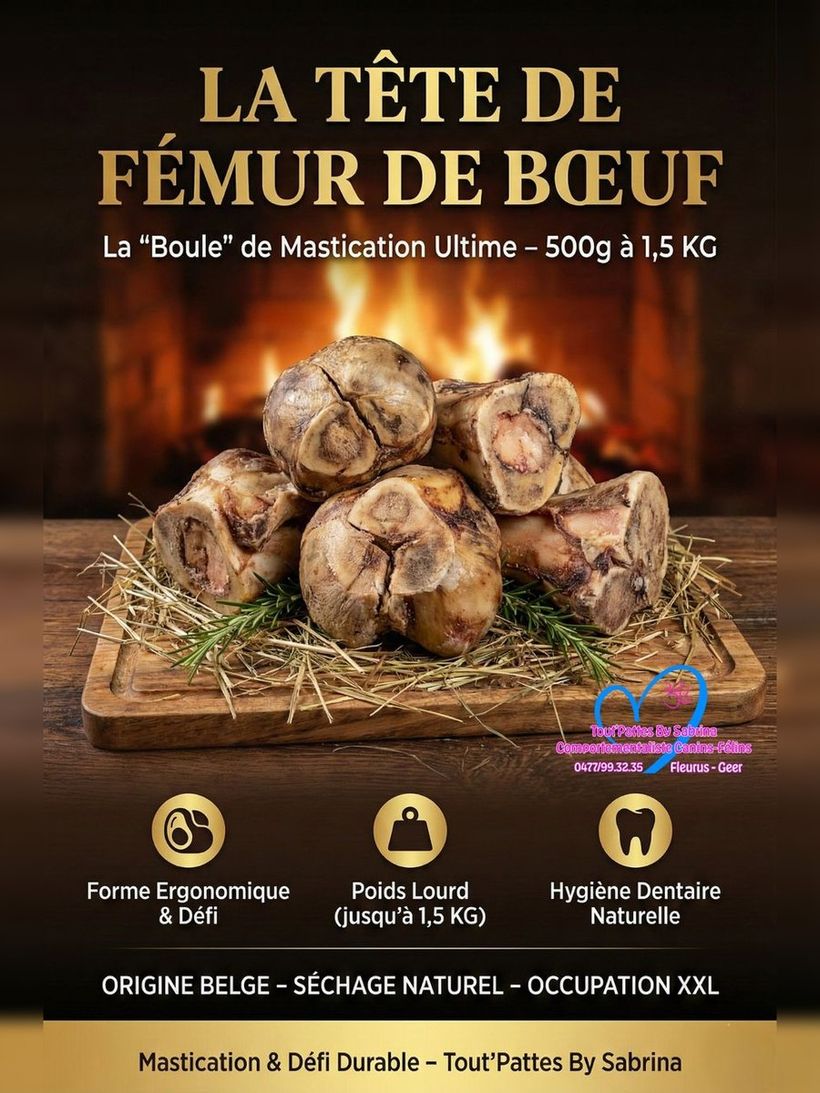 Tête de Fémur de Boeuf